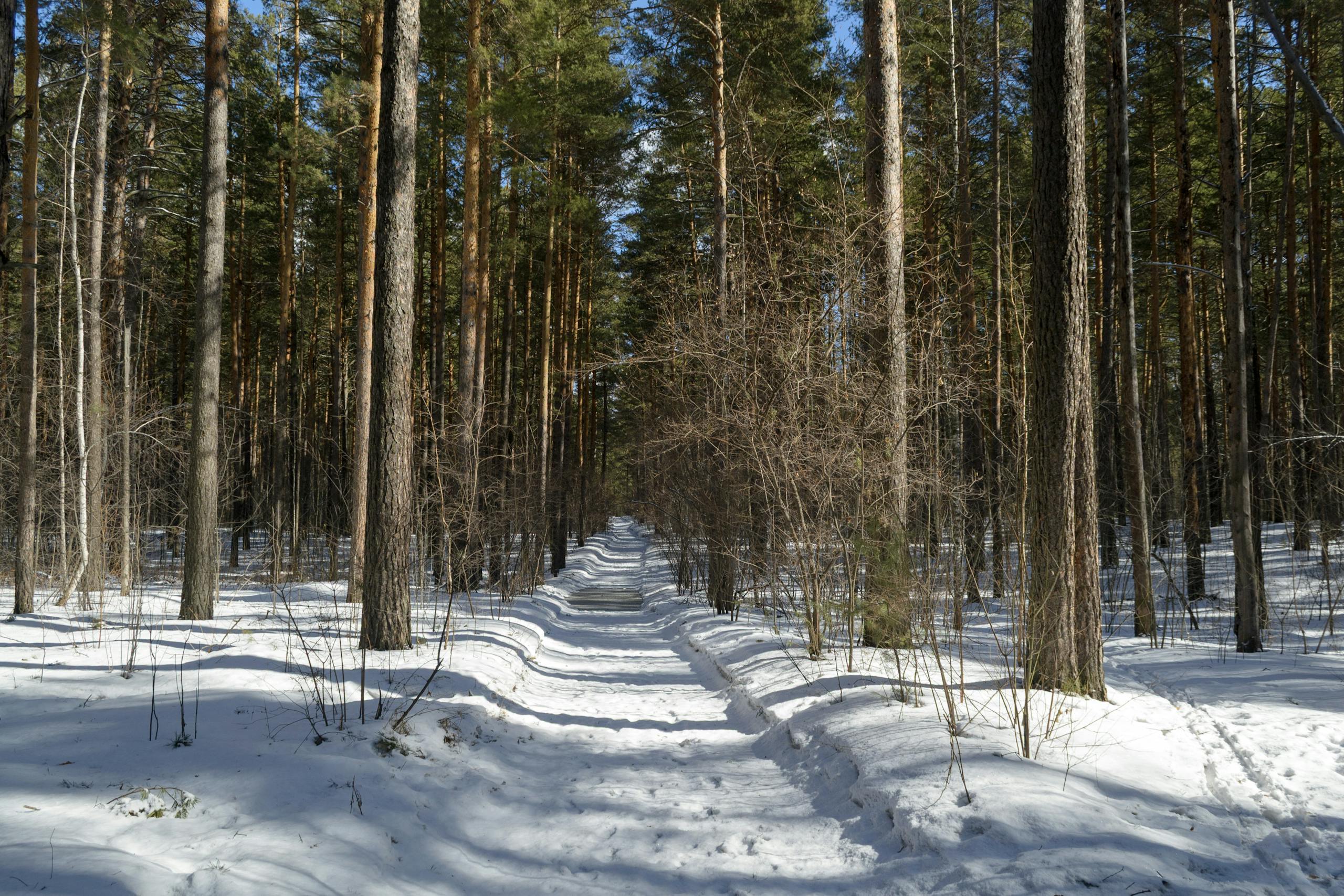 Serene snowy forest path surrounded by tall pine trees, suggesting early spring or late winter.