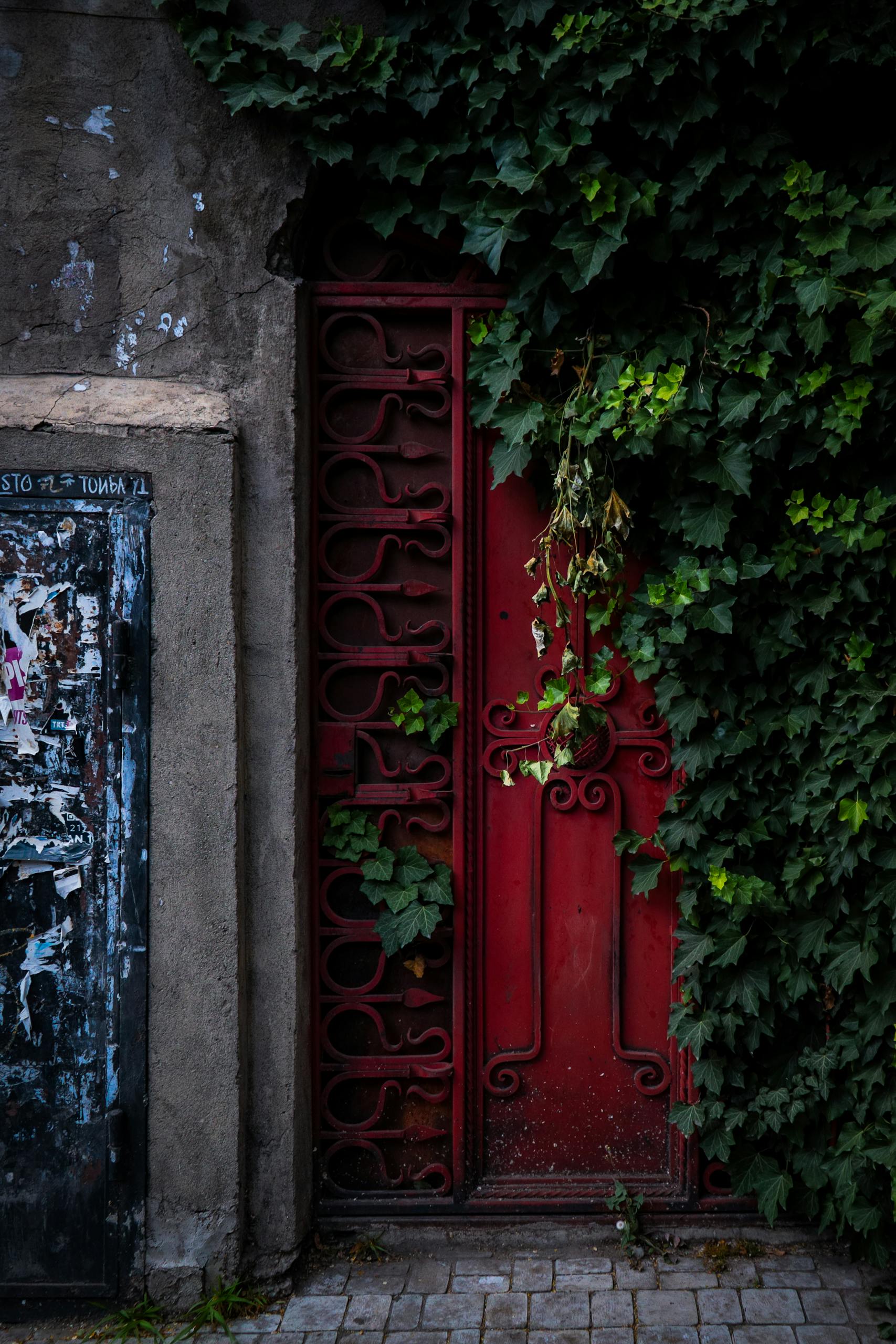 A rustic red door entwined with ivy in Yerevan, Armenia. Moody and artistic composition.