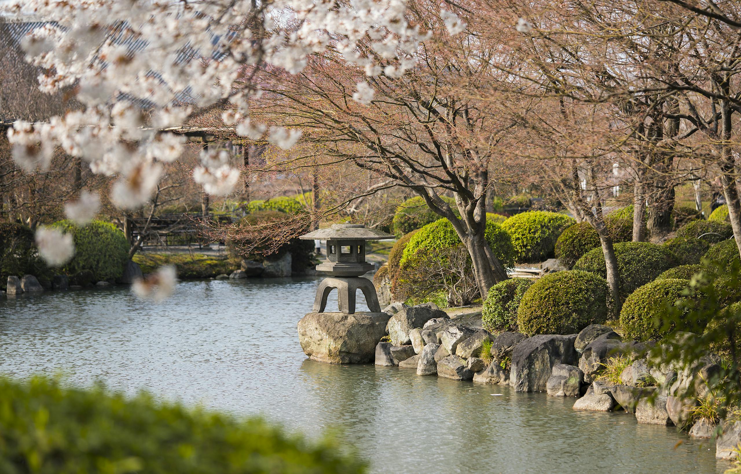 A tranquil Kyoto garden with blooming cherry blossoms and a stone lantern by the pond.