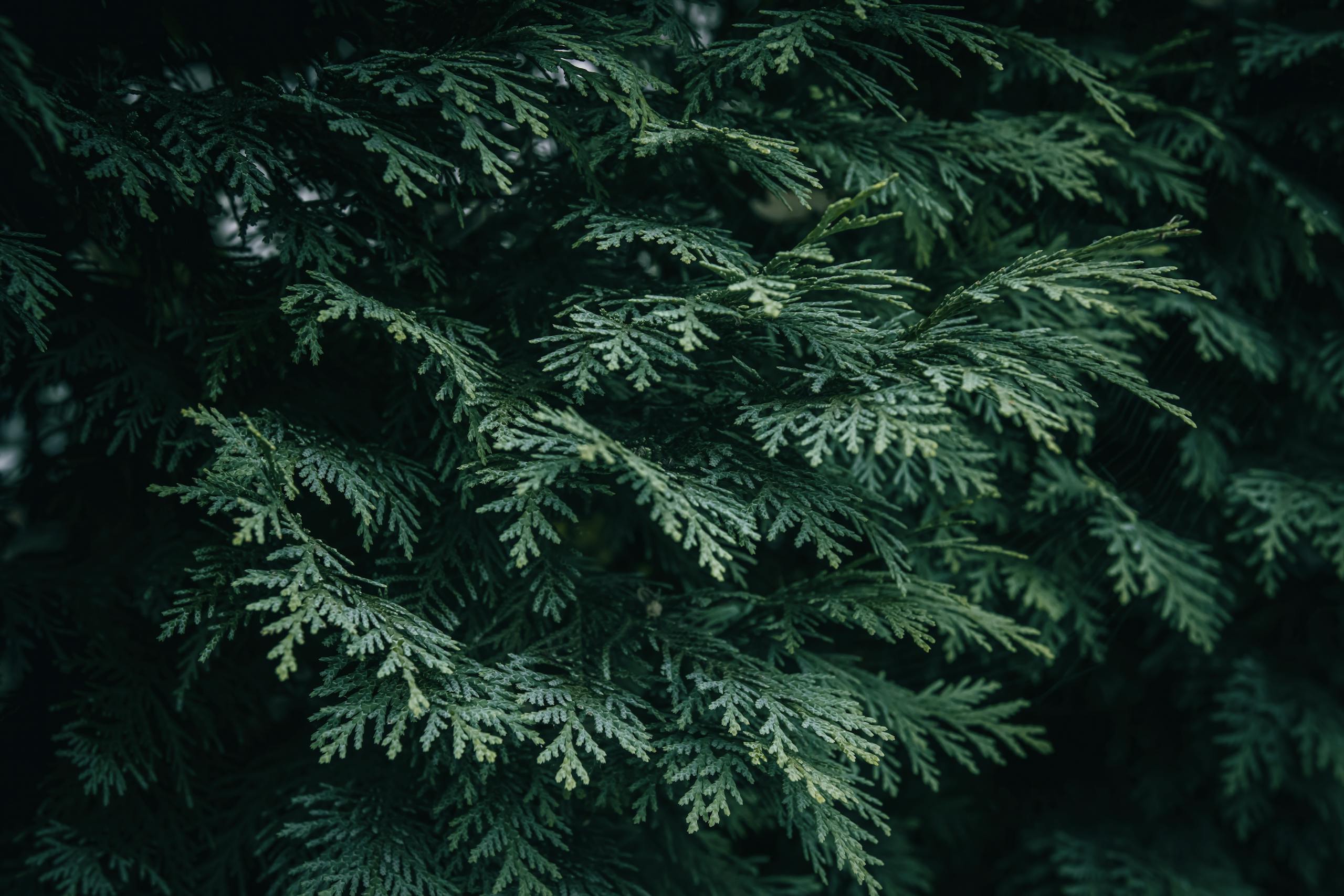 Detailed close-up of lush, green Lawson Cypress foliage outdoors.