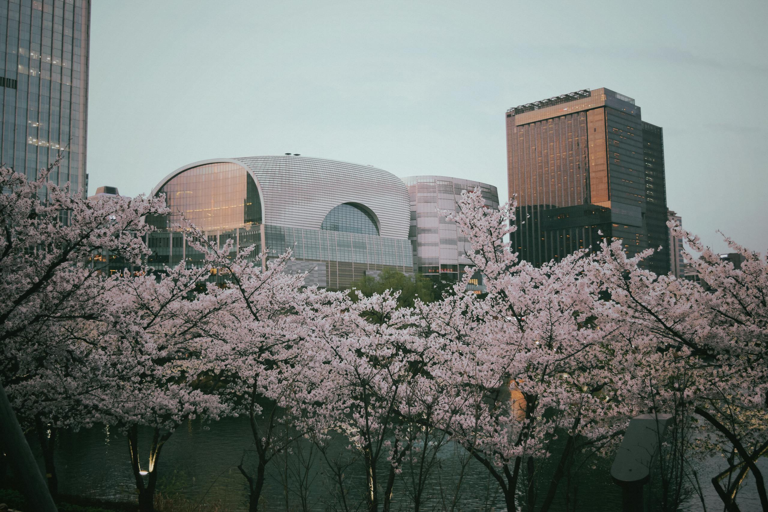 Springtime cherry blossoms framing the modern skyline of Seoul, South Korea.