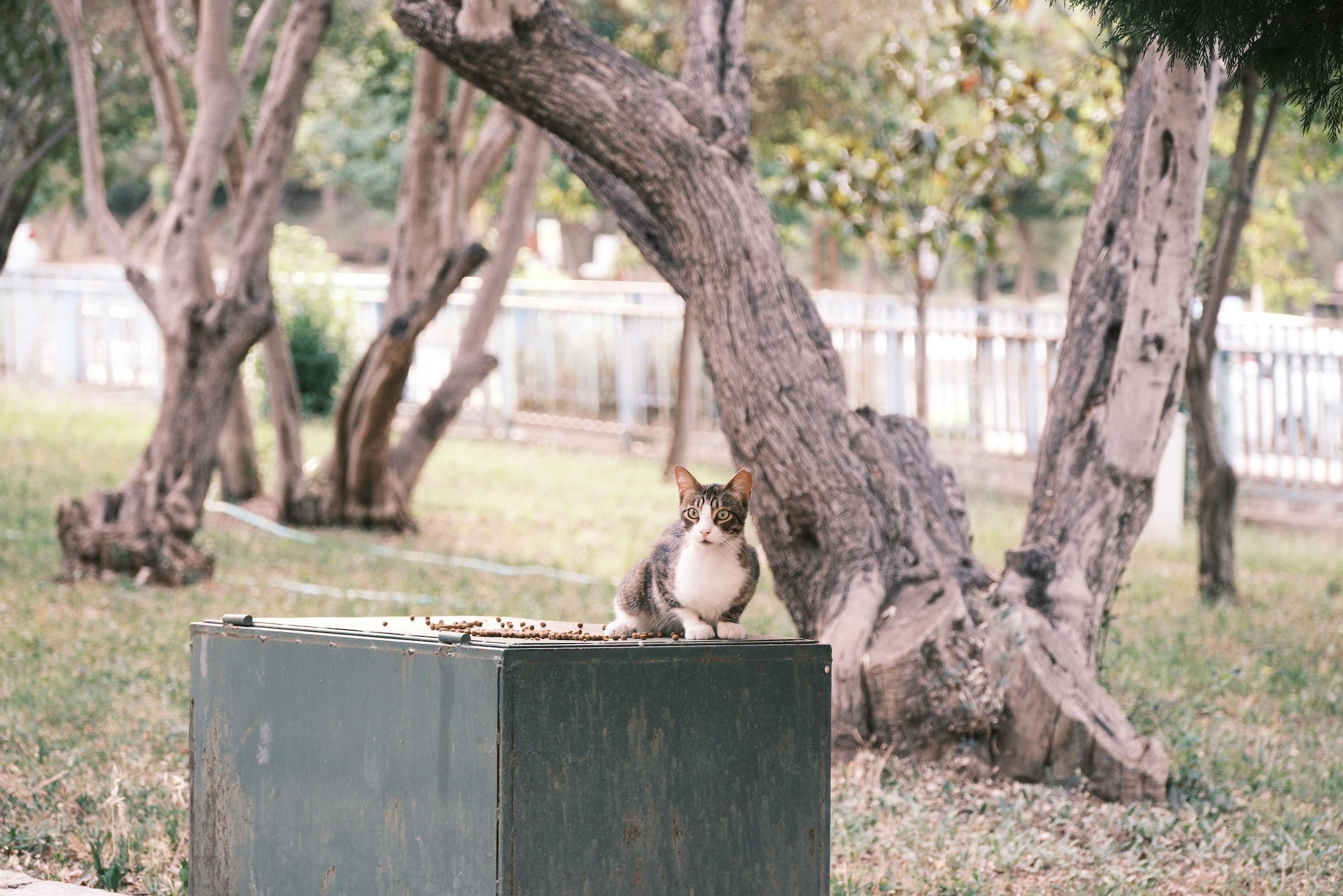 Stray tabby cat perched on a garbage bin in a park in Izmir, Turkey.