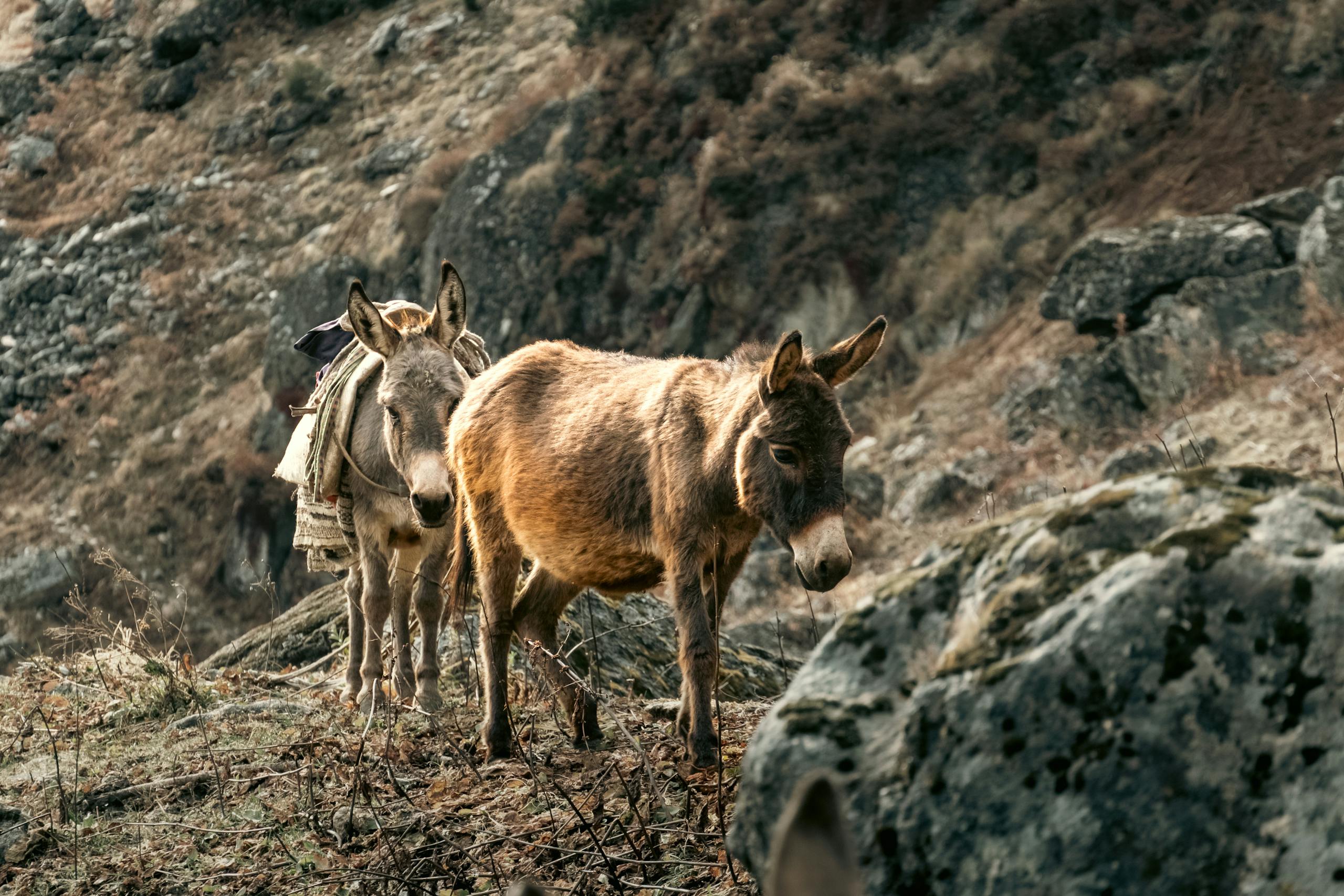 Two donkeys navigating a rocky terrain in Karnali Province, Nepal.