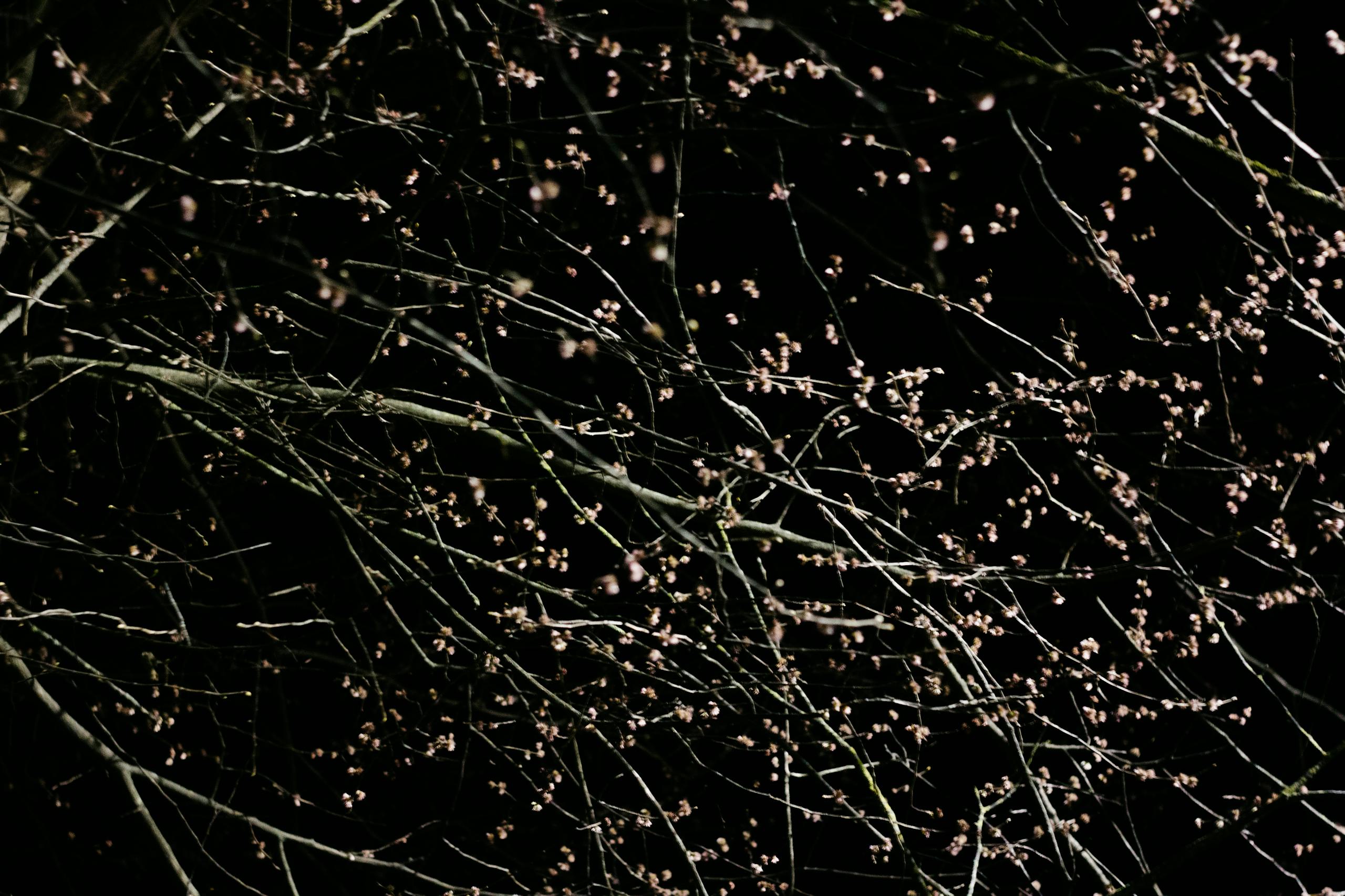 A detailed view of bare tree branches during spring against a dark background, capturing the tranquility of nature.