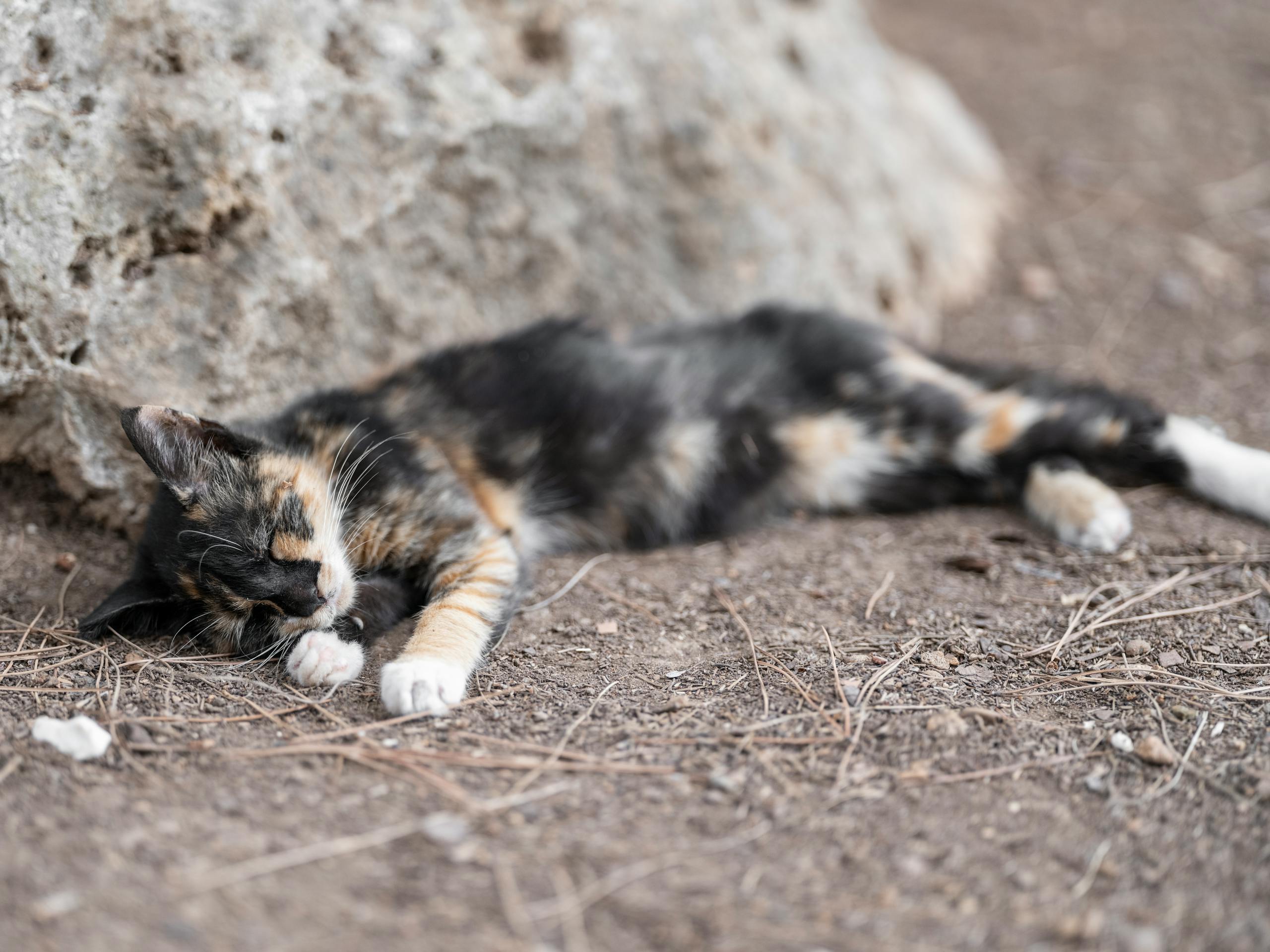 Lazy calico cat peacefully sleeping on rocky ground outdoors, showcasing its natural beauty.