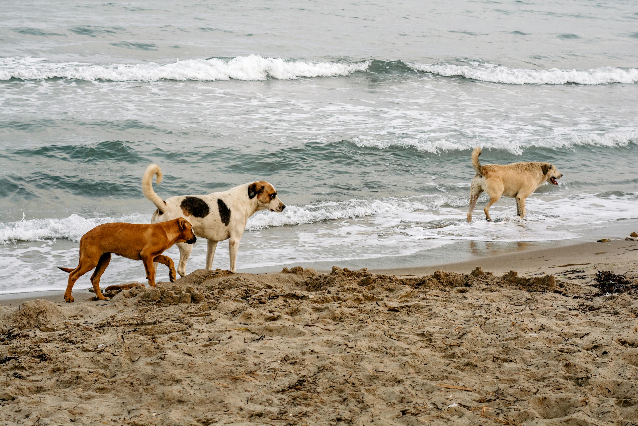 Three dogs walking along a sandy beach by the ocean, enjoying the waves.