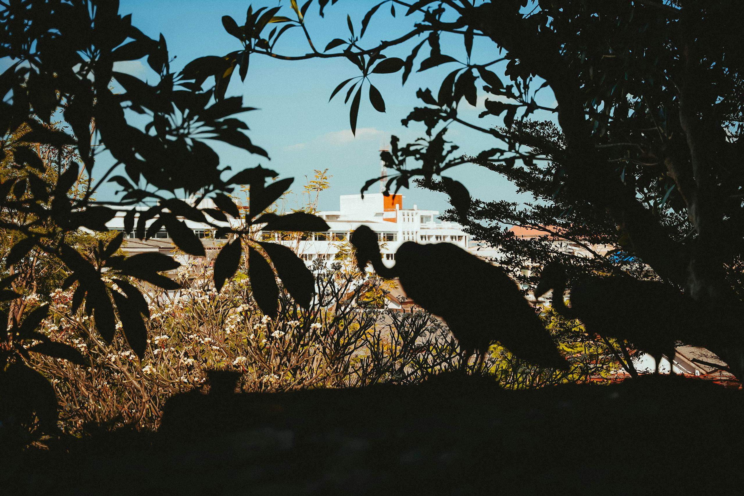 Silhouette of birds framed by leaves against an urban backdrop in Bangkok, Thailand.