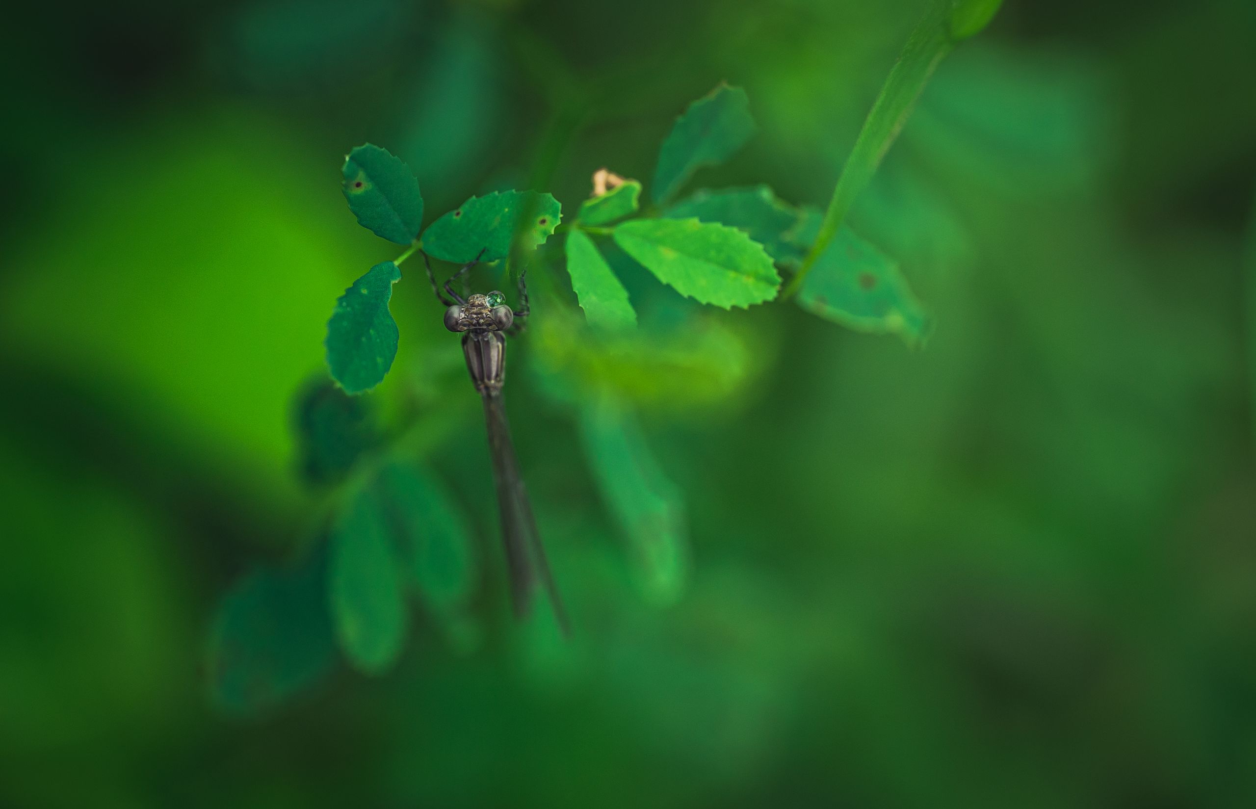 Macro shot of a dragonfly resting on vibrant green leaves in nature.